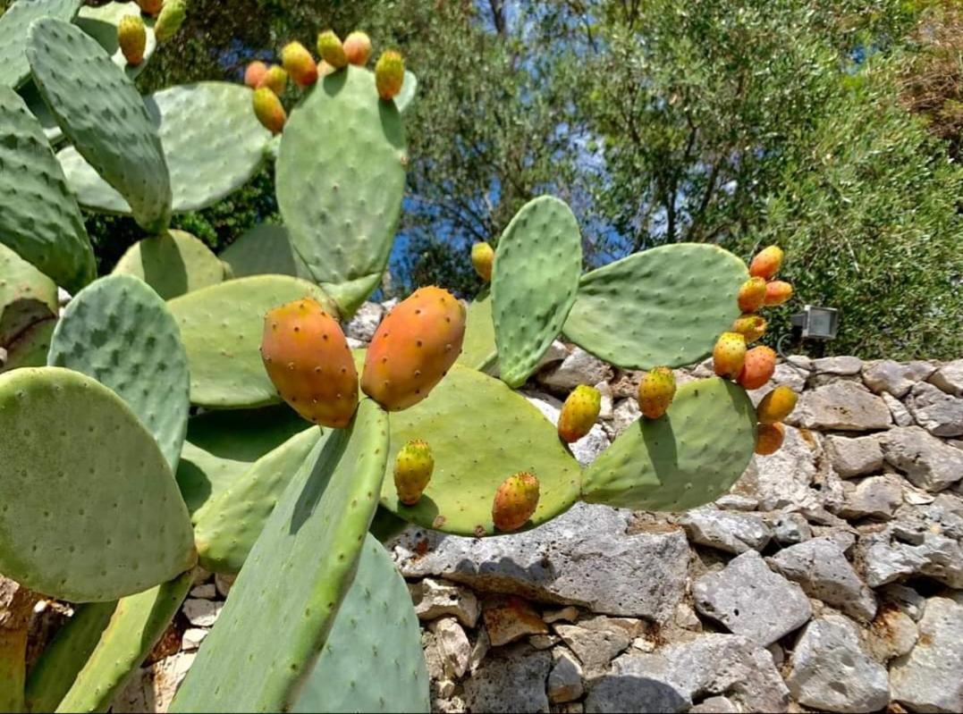 Trullo Dimora Di Pietra Gallipoli Baia Di Gallipoli Dış mekan fotoğraf